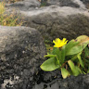 Meet your Posher, Concetta a.